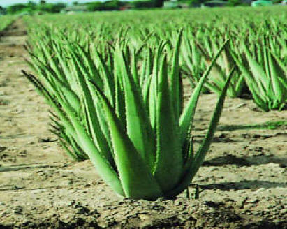 El Aloe Vera, unas líneas sobre este jugo de poderes mágicos