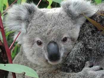 Australia: Koalas fueron declarados como 'especies en amenaza'