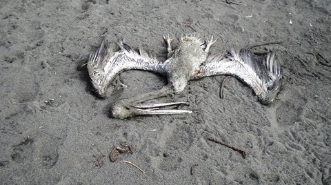 El Imarpe inició investigaciones que determinarán causa de muerte de pelicanos en el Litoral Norte del Perú