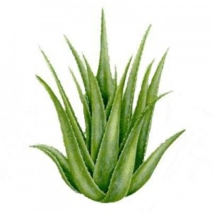 El Aloe Vera, lo verdadero de este aloe