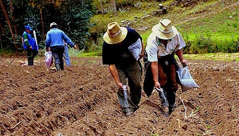 Seis mil productores se capacitan para asociarse