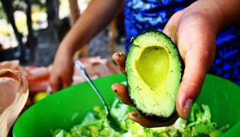 Prepararán 'ensalada de palta gigante' en festival gastronómico de Motupe