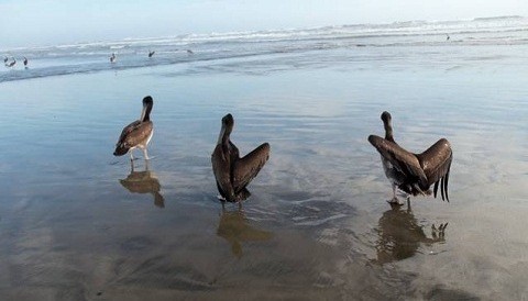 Más de mil 500 aves, entre pelícanos y piqueros, murieron en litorales de Lambayeque y Piura