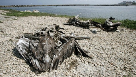 Falta de alimento fue la causa de muerte de los pelícanos en las playas del norte