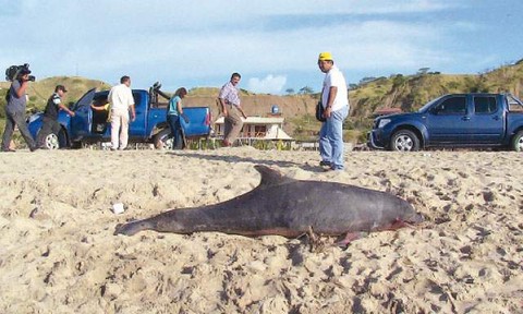 Cerca de 7 mil delfines no llegarían a nuestro mar para reproducirse