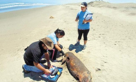 IMARPE nunca examinó cerebros de delfines