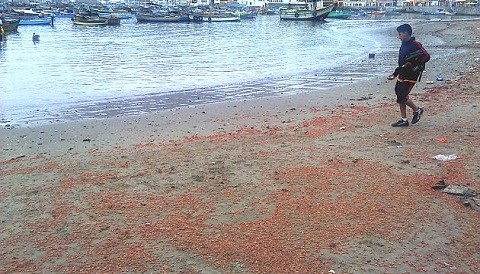 Miles de langostinos aparecen varados a lo largo de la playa Pucusana
