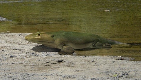 Primeros animales terrestres salieron del agua