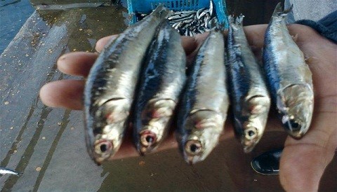 Ministerio de la Producción promueve el consumo de pescado en Villa María del Triunfo