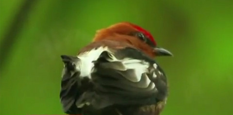 [VIDEO] Conoce al ave que canta con las alas