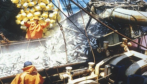 Suspenden extracción de anchoveta por 15 días en la costa norte - centro