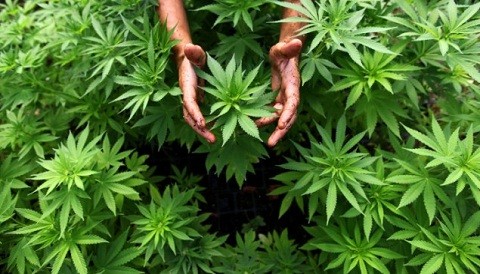 Especialistas cultivaron marihuana medicinal que no genera efectos secundarios