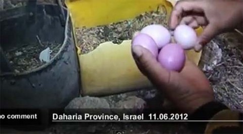 [VIDEO] Gallina en Palestina pone huevos color morado