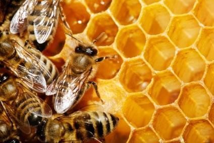 La jalea real: Otro precioso regalo de las abejas