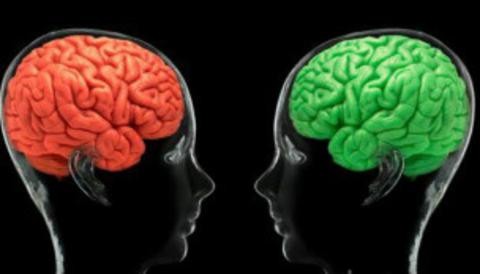 Conozca cuál es el lugar del cerebro donde nace el amor