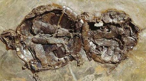 Insólito: Relación sexual que dura 47 millones de años