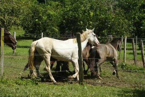 [Venezuela] Los caballos se apoderarán del Museo Alejandro Otero