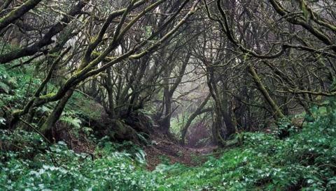 UNESCO: Reserva de la Biosfera de El Hierro llama la atención en el portal del organismo