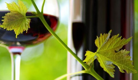 Vino ecológico: Un regalo de la naturaleza