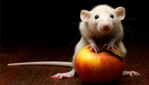 Ácido Ursólico: Conozca el elemento de la manzana que combate la obesidad en los ratones
