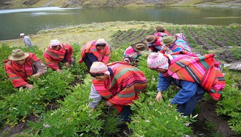 El Perú celebra hoy el Día del Campesino