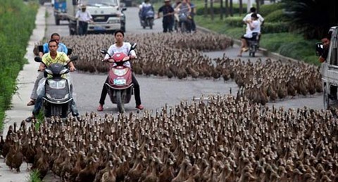[VIDEO] China: Agricultor sacó a pasear a sus cinco mil patos por la carretera