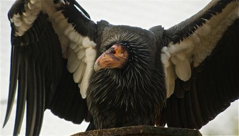 El Cóndor de California es amenazado por la caza con balas de Plomo