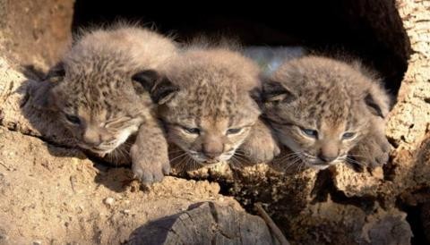 Pequeños linces nacen de una madre en cautiverio