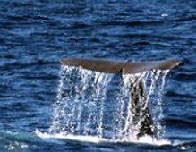 Comisión Ballenera Internacional da un paso adelante en el bienestar de las ballenas