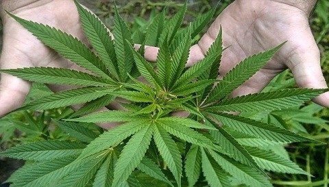 ¡Legalicemos la marihuana!
