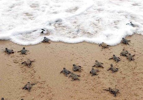 Máquinas excavadoras exterminan miles de huevos y tortugas  bebés