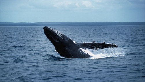 Ballenas no tendrán santuario en el Atlántico sur