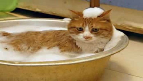 Video: conozca al gato más limpio del mundo