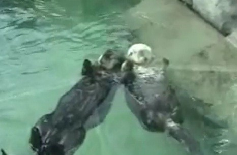 Video: Nutrias marinas duermen y flotan de la mano