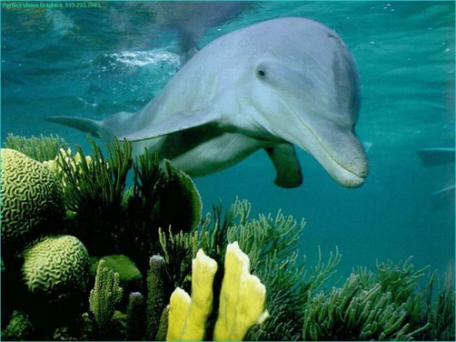 Descubren nueva especie de delfines en Australia