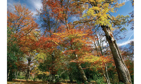 Bosques que nunca arden