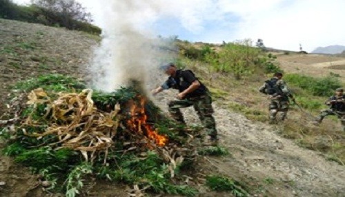 Policía Nacional bate récord destruyendo más de 200 mil plantones de marihuana en cinco días