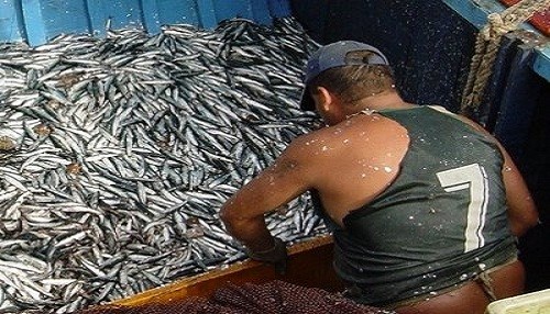 Cautela para inversiones en infraestructura energética en industrias de harina y aceite de pescado