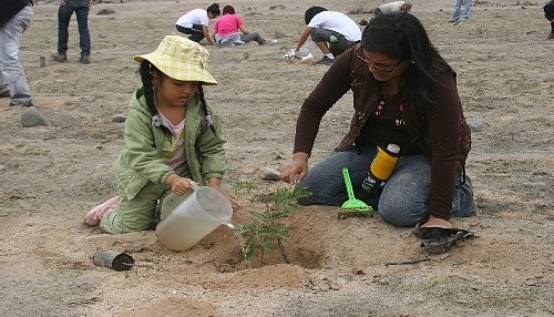 Voluntarios del Comando Ecológico reforestaron mil plantones de tara en la Reserva Nacional de Lachay