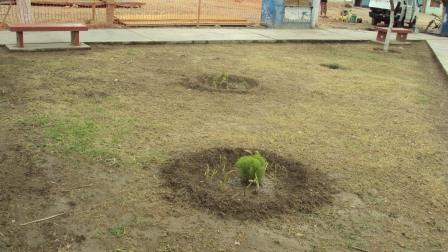 [Chocope] Mejora de las áreas verdes de la Plaza de Armas de Molino Cajanleque