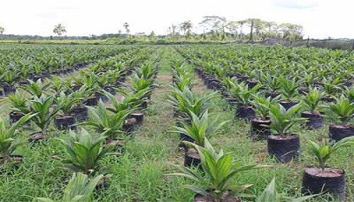 Producción Agropecuaria creció 3,9% en enero-julio del presente año