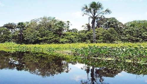 Posible apertura de carretera amenaza al bosque de protección Alto Mayo y la zona reservada Rio Nieva