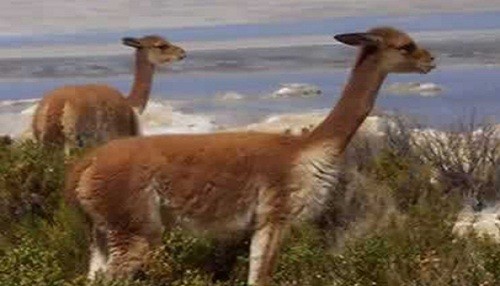 MINAG inicia censo nacional de vicuñas