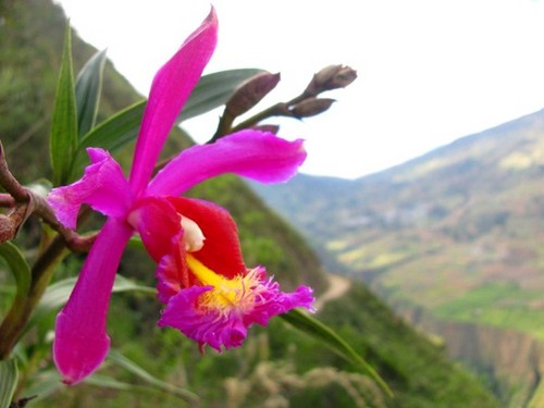 [Huancavelica] Sensibilización por la conservación regional del Bosque Amaru