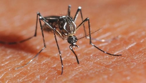 Aumenta los casos de dengue en Costa Rica