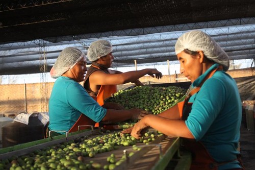 [Tacna] Olivareros participan en Feria Expoalimentaria en Lima