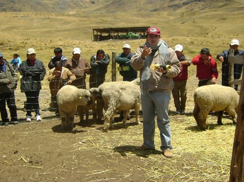 [Huancavelica] Productores en Curso Regional de Inseminación Artificial en Ovinos