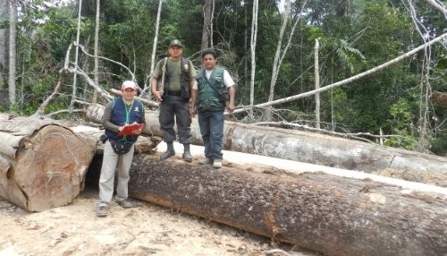 Sernanp logra intervenir 300 mil pies de madera talada ilegalmente en zona reservada Sierra del Divisor