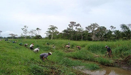 MINAG: Producción Agropecuaria creció 4,0% en el mes de Agosto