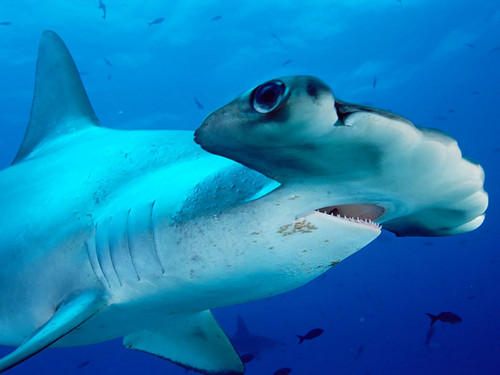 Gobiernos se preparan para enfrentar el comercio internacional del tiburón